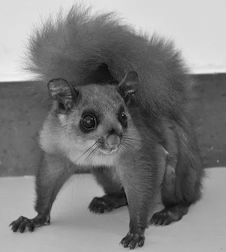 泰宁市民发现珍稀野生飞虎送回山林