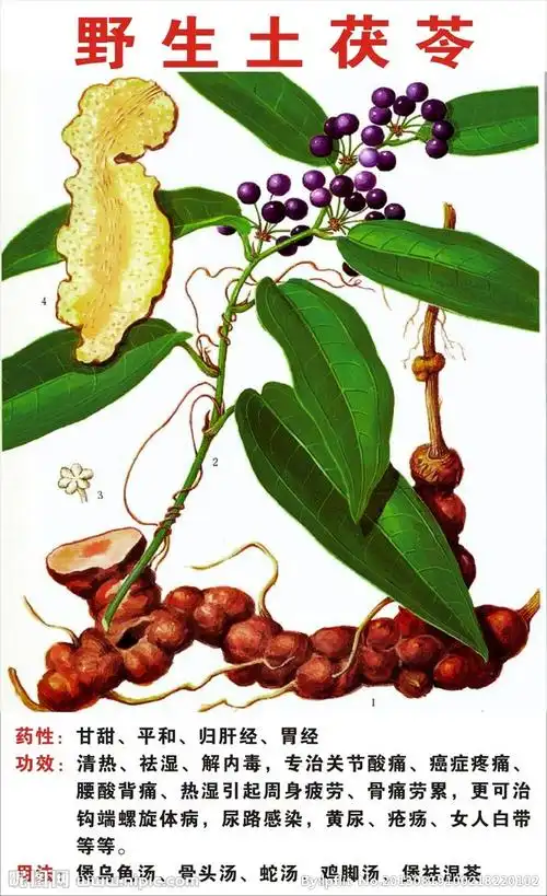 野生土茯苓图片