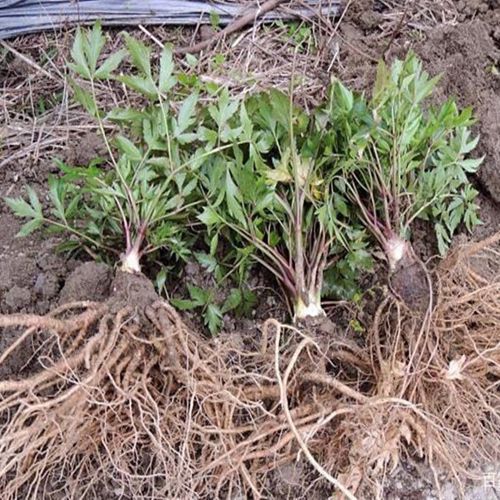 新鲜甜西归云南当归煲汤滋补材料现挖现发云南特产食