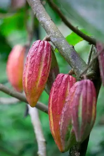 [植物手记] 可可属