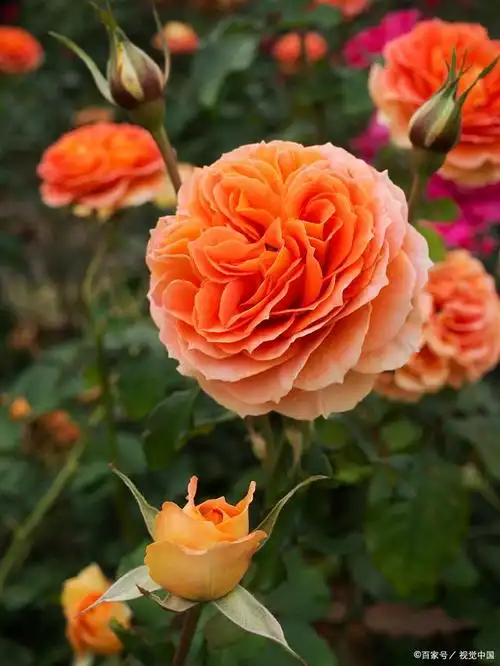 莫妮卡贝鲁奇月季勤花吗?走进莫妮卡贝鲁奇月季的世界