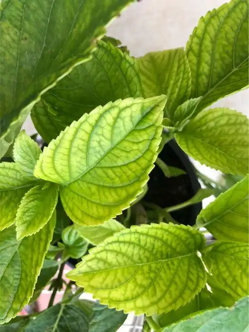 绣球花的叶子发黄长斑点