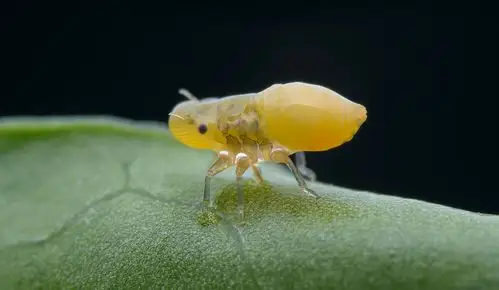 《奔跑的沫蝉》 - 梵净空灵 - 图虫