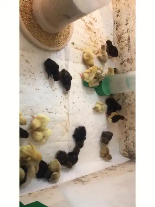 刚出壳的网红小小鸡