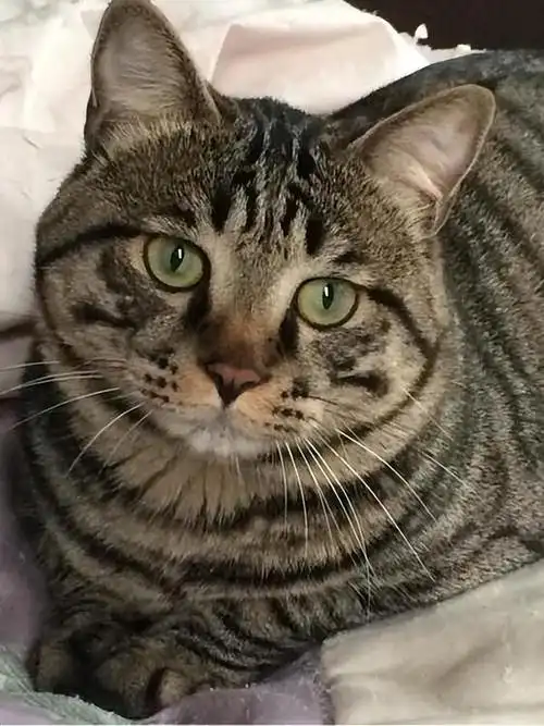 狸花猫,中国本土最常见的猫咪,很好养活,但也经常遭弃养,遗弃率攀升的