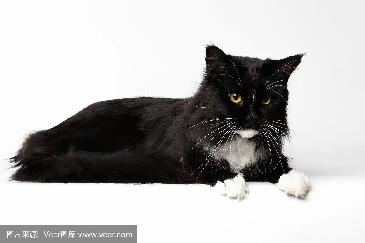 黑色,往下看,缅因库恩猫,白色背景,美