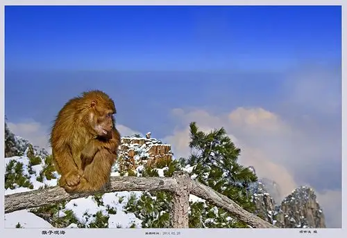 ctps.cn-- 猴子观海 知足 黄上风光