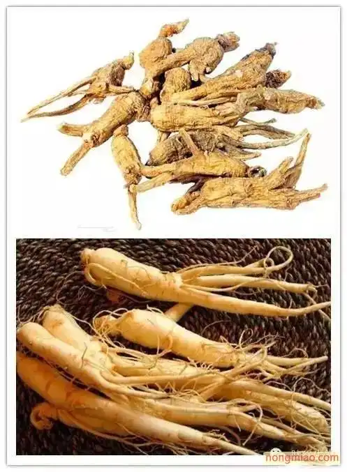 长白山人参与西洋参的区别_功效作用_农苗网