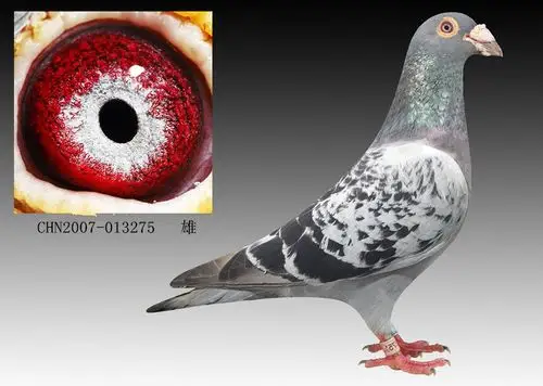 信鸽在线拍卖平台 - 中国信鸽信息网