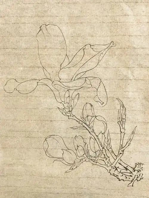 每日一练白描花卉玉兰花