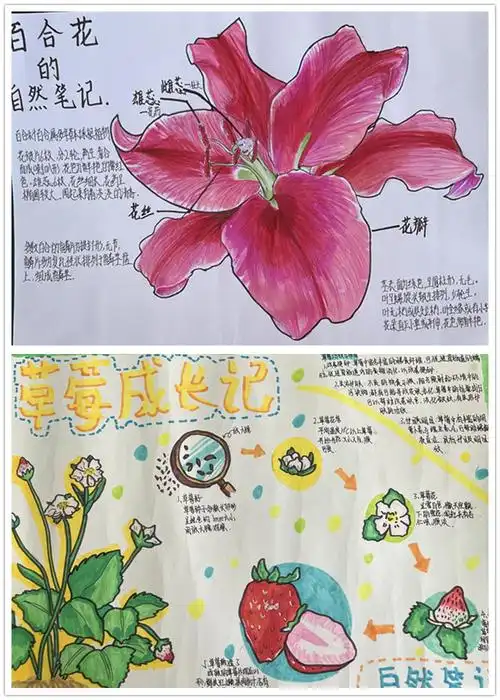 触碰自然描绘乐趣一中附中生物科组举办花的自然笔记比赛