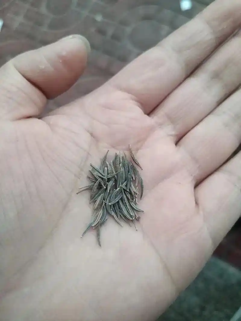 幼儿园开学红包格桑花成长过程马上结种子一个循环