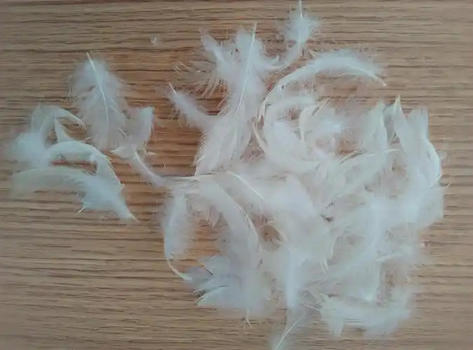 白色长羽毛大鸭毛真毛礼品婚庆活动道具羽绒辅料摄影羽毛套装散装