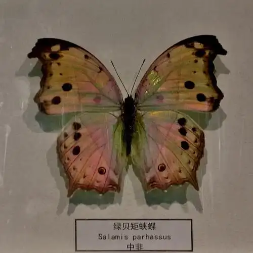 【原创】珍奇蝴蝶标本 环蝶 粉蝶 闪蝶 蛱蝶(上海动物园) - oldshu的