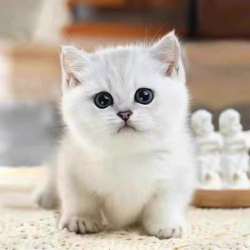 英短银渐层矮脚短毛活体宠物小猫猫咪幼崽可爱猫咪