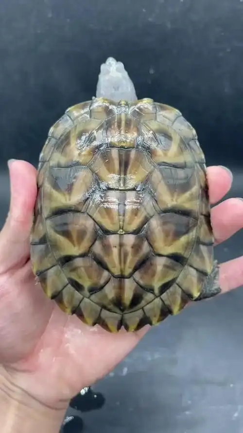 41两精品黑巴公健康全品变异龟龟变异巴西龟