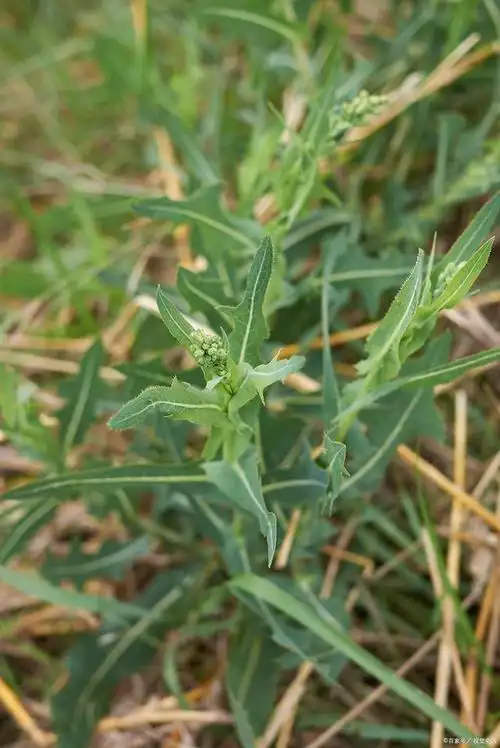 苦草种植方法及注意事项