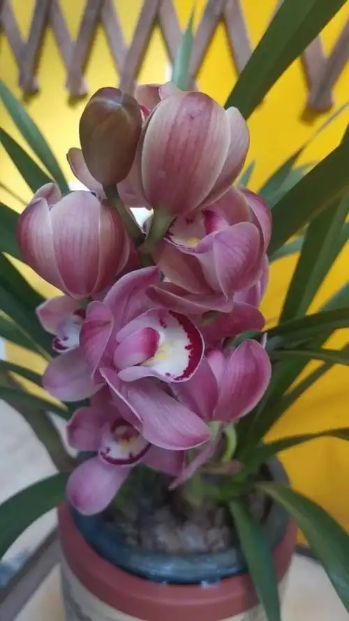 大花兰花～西施