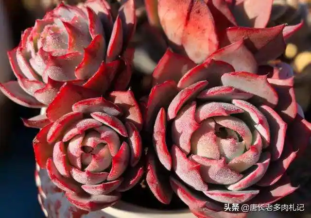 「凹叶景天」凹叶景天品种及图片 - 宠百科