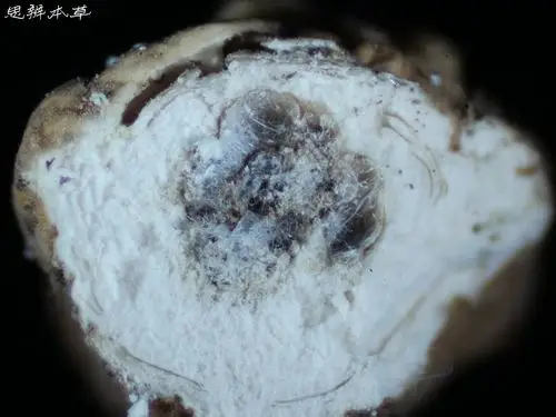 中药霉变的产生与鉴别下