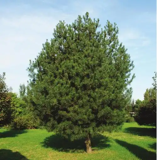 白皮松-北方园林观赏树木-图片