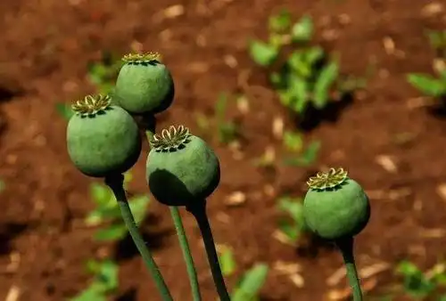 女子朋友圈晒罂粟果,还说"来抓我呀"?民警回复