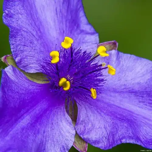 紫露草锦吊兰的养殖方法