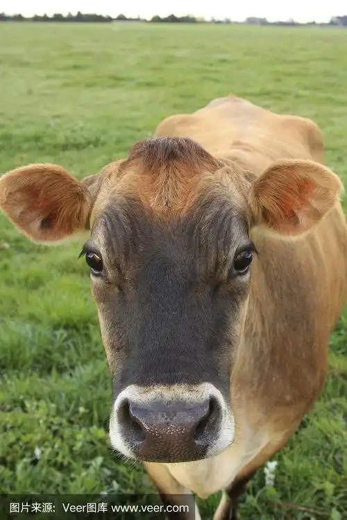 牛的特写镜头