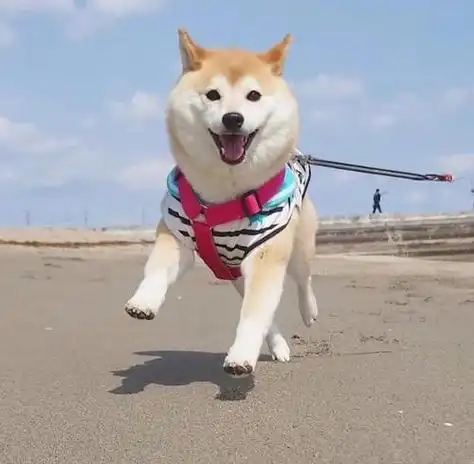 头像:柴犬可爱萌宠