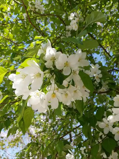 【原创摄影】开白花的树