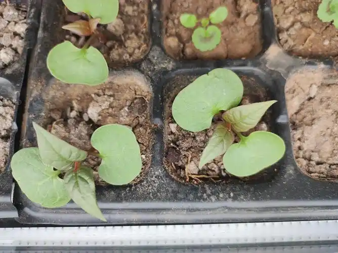 紫茉莉的苗苗好肥啊