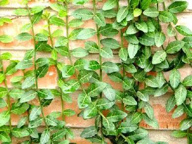 小叶扶芳藤 批发爬藤 绿化青叶蔓四季常绿 地被爬墙植物爬藤卫矛