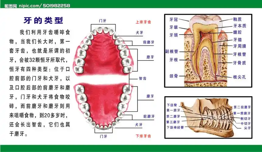 成年人上牙最后一颗磨牙和下牙最后一颗磨牙谁在前谁在后?