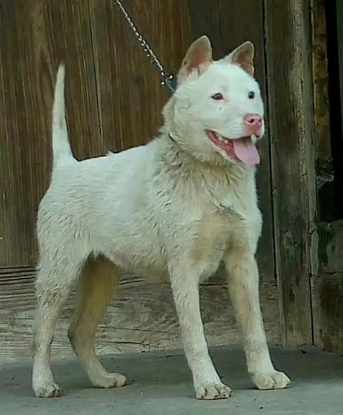 土猎犬有卖猎犬信任宠物店查看