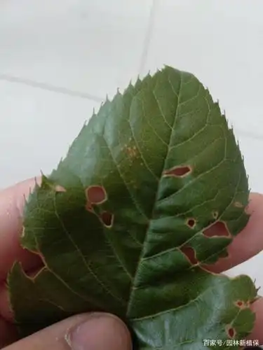 樱花褐斑病染病樱花叶片穿孔,不仅影响观赏,而且植株提前落叶,影响其