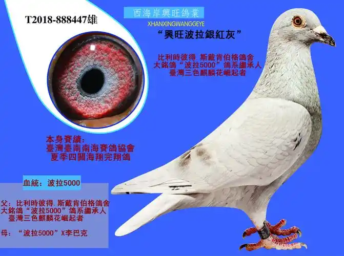 信鸽在线拍卖平台 - 中国信鸽信息网