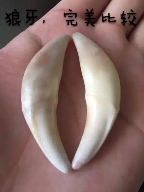 【科普】狼牙的鉴别