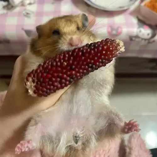 仓鼠自配粮食免费送了