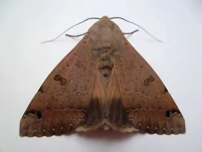 p>青安钮夜蛾,拉丁名:ophiusa tirhaca (cramer),属于鳞翅目裳夜蛾科