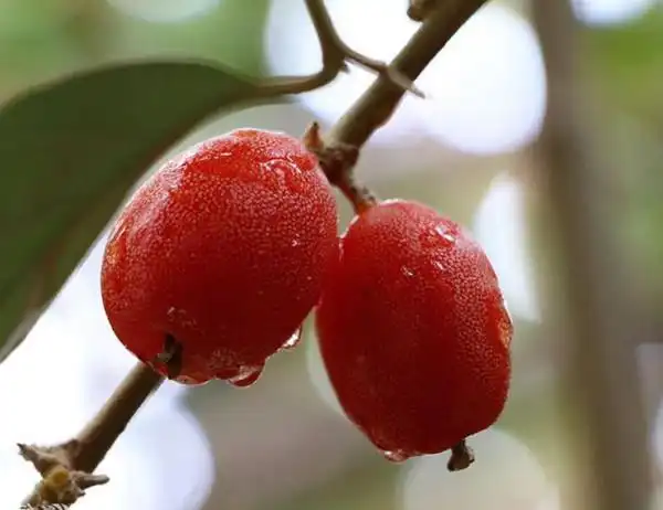 这种野果,可以直接食用,学名"胡颓子",现在山上还有呢!