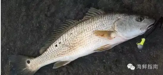 常见的海鱼图片和名称(常见海水鱼类图谱大全) - 赤虎壹号