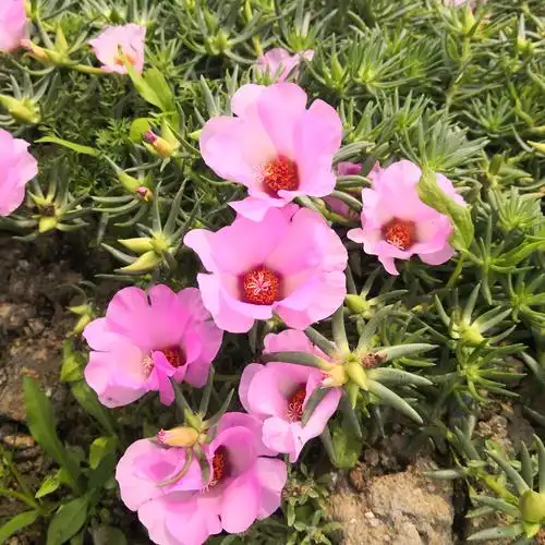 针叶单瓣宿根太阳花盆栽花卉花苗花苞阳台庭院时令草本花卉