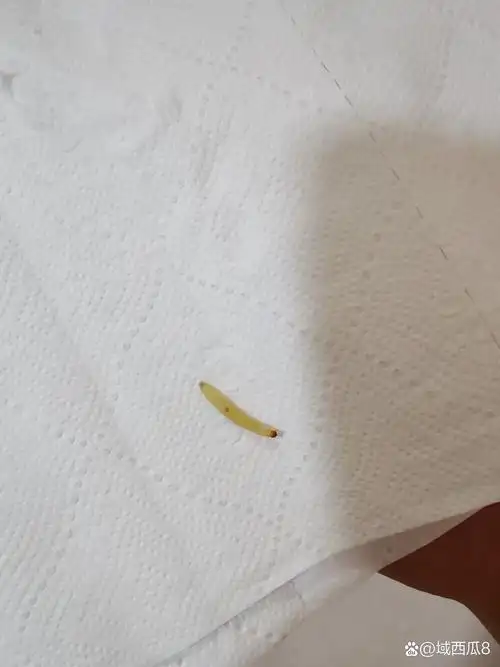 有谁知道这是什么虫子,家里墙上爬着的,这是哪里来的