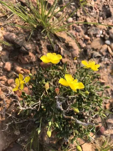 内蒙西鄂尔多斯国家级自然保护区