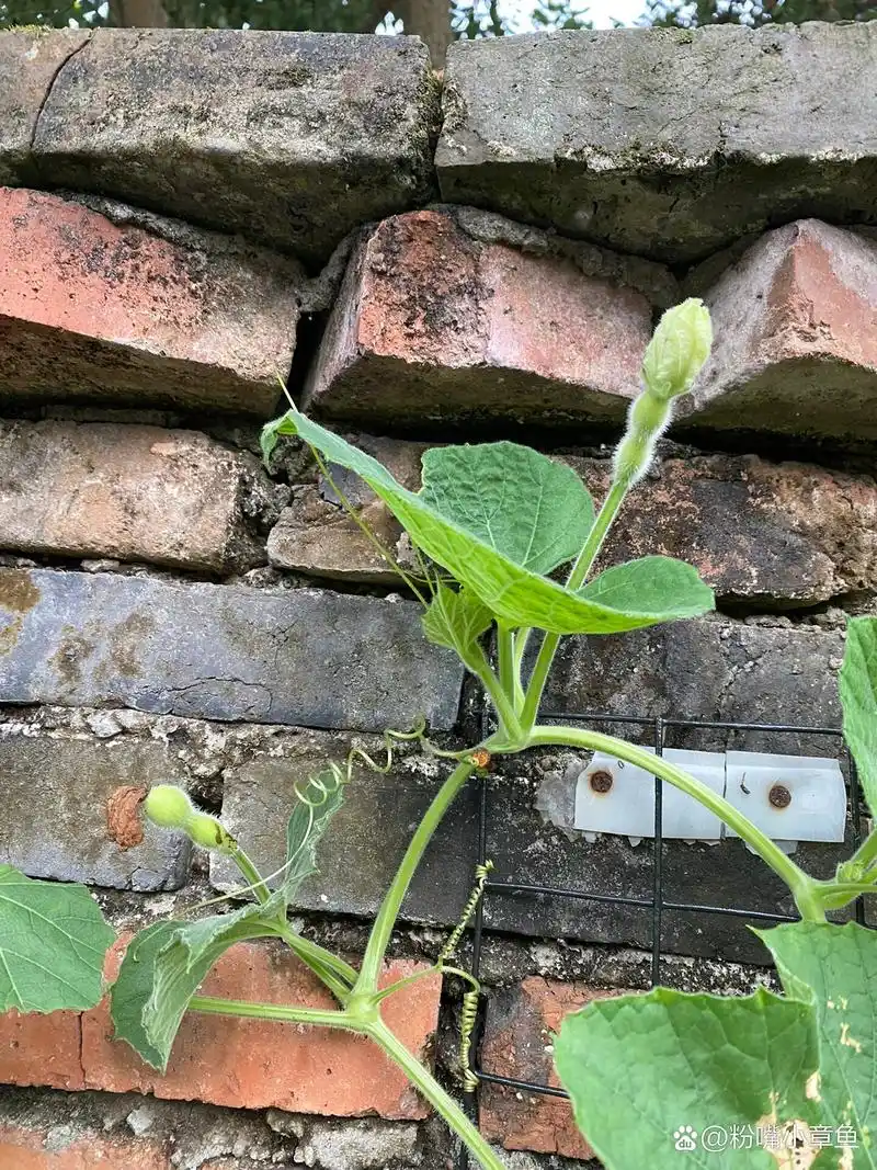 葫芦花的花语:纯洁,它的花瓣洁白柔和,不带有一丝杂质.