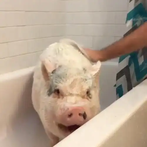 看这肥猪猪洗澡莫名有种治愈感.