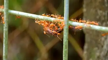 满载而归的入侵红火蚁