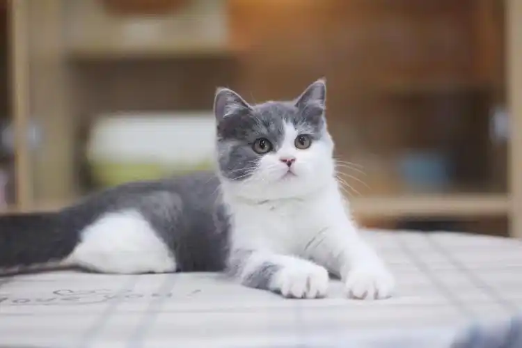 蓝白妹妹,三个多月,两针疫苗,已驱虫,93上门看猫#英短蓝白  #深圳猫