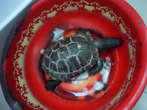 龟龟死的时候脖子好粗,而且死的前几天也没有吃饭,眼睛也瞎了,请问是