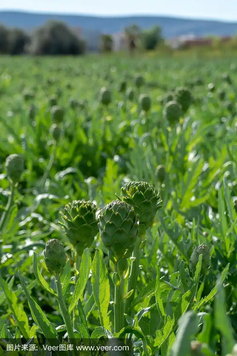 朝鲜蓟,熟的,农场,新的,田地